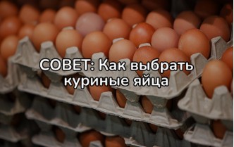 Как правильно выбрать куриные яйца